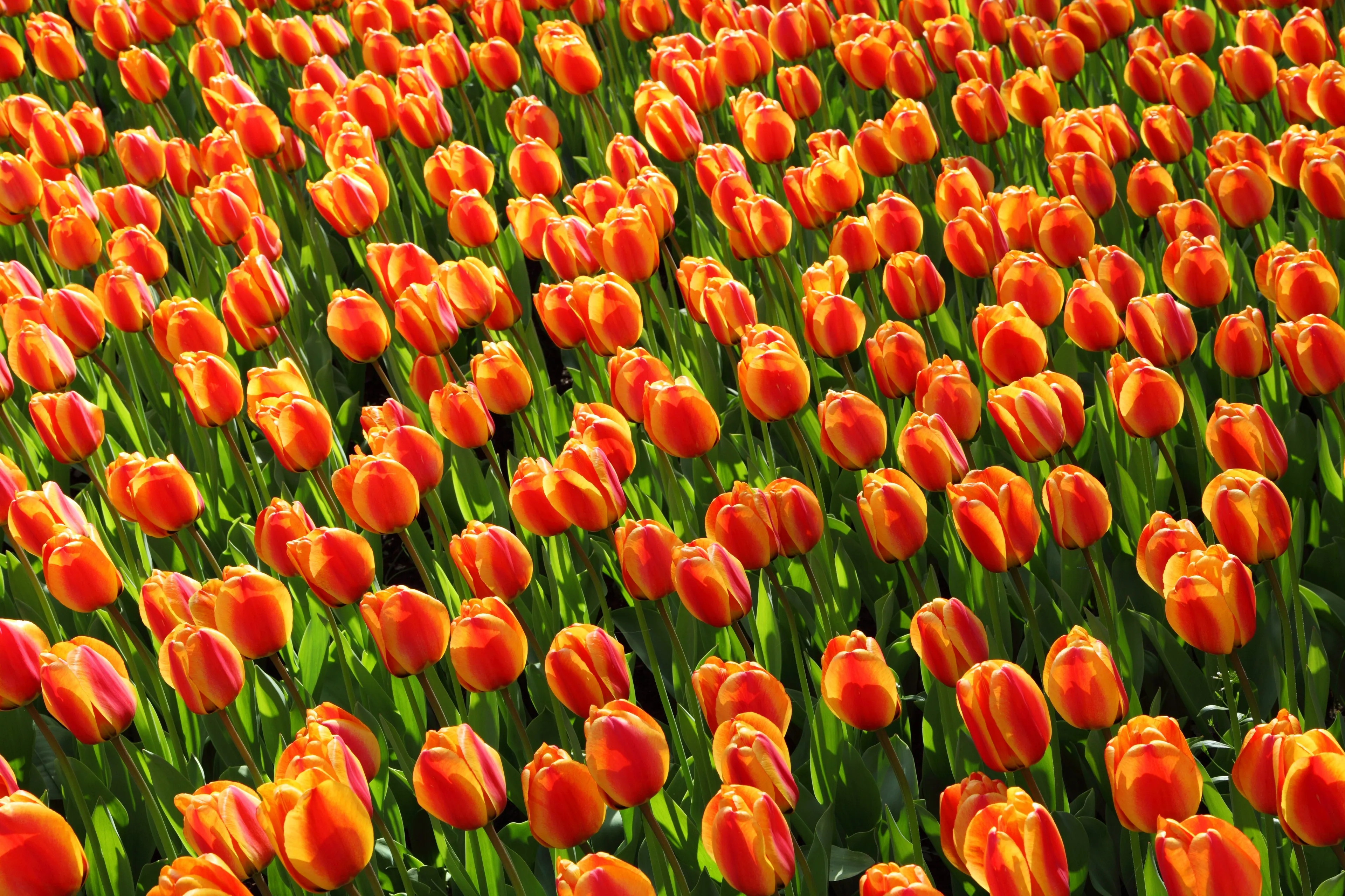 tulips 2544