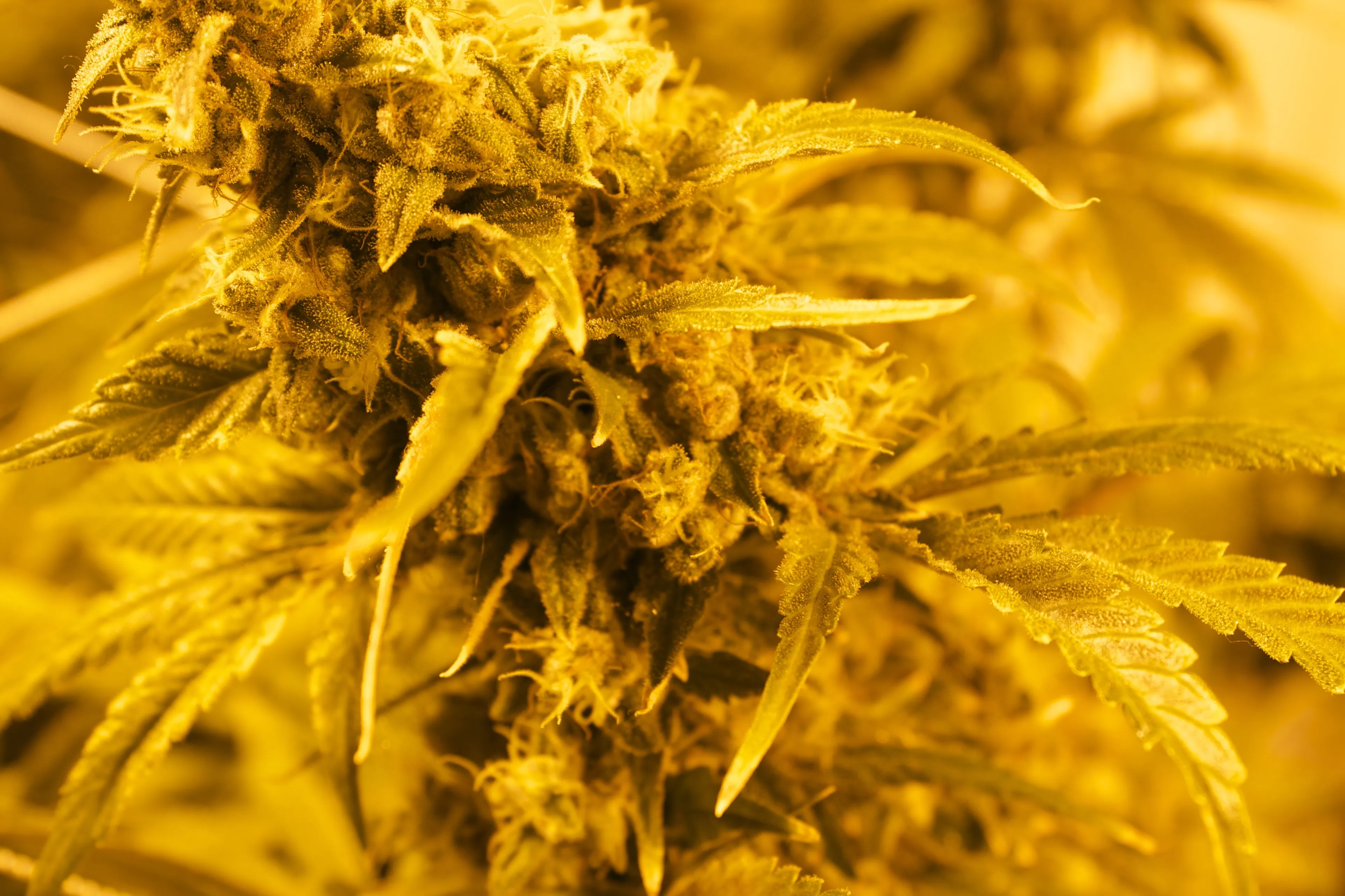 wiet kwekerij hennep marijuana cc0 public domain pixabay