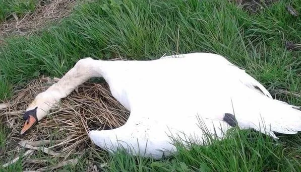 zwaan watervogel vogel vogelgriep fb dierenambulance ermelo harderwijk