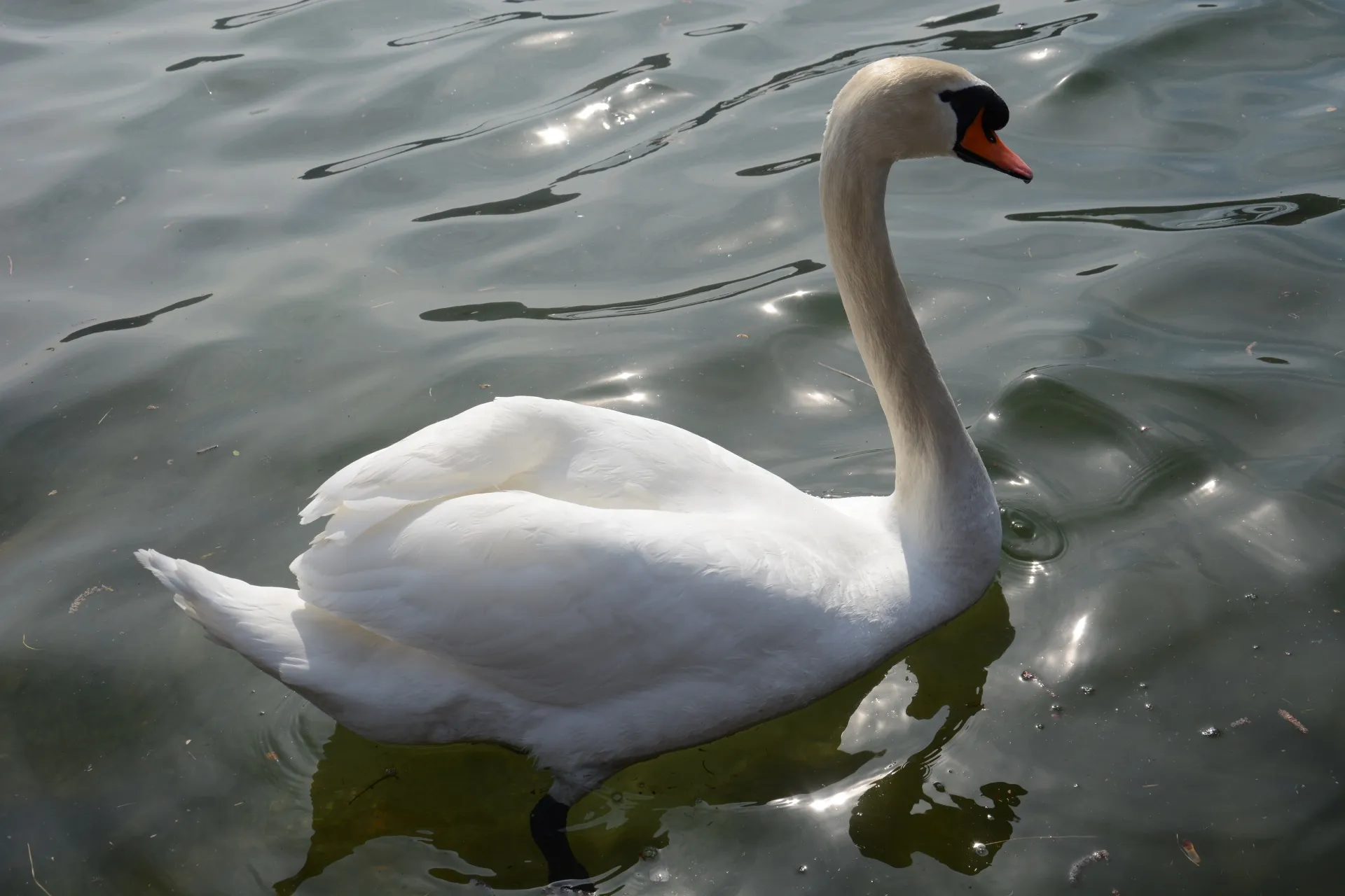zwaan watervogel vogel vogelgriep public domain