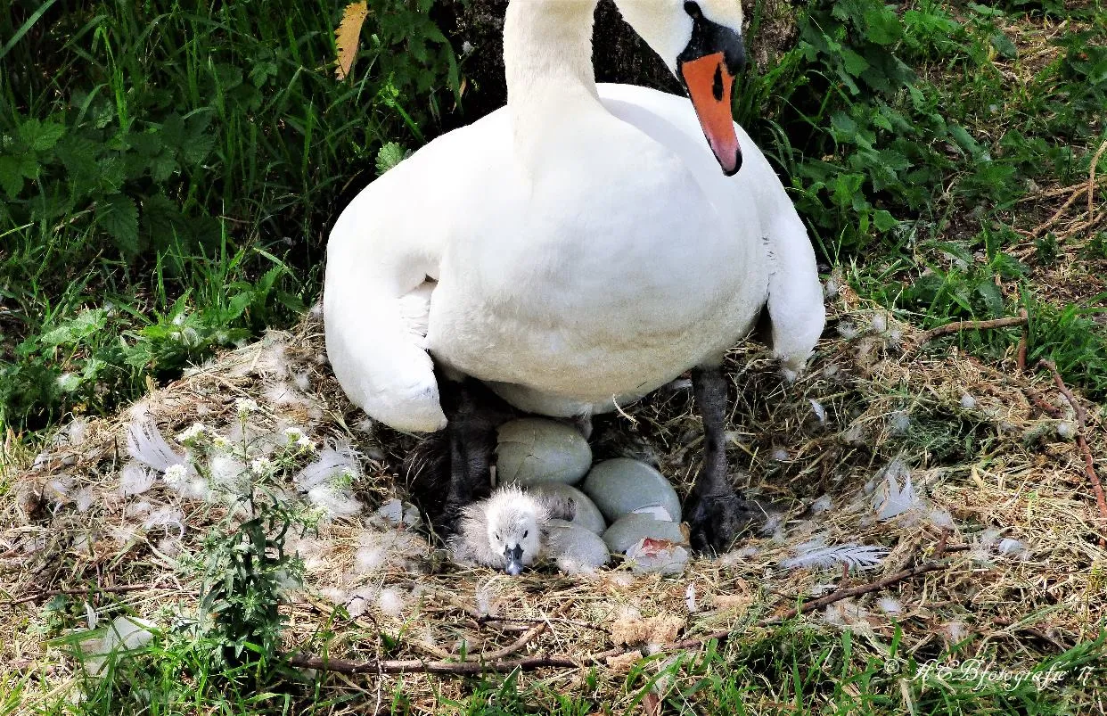 zwanen eieren kuiken friese gracht agnes bergevoet