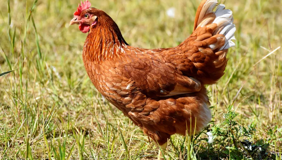 ontwerp zonder titel 44