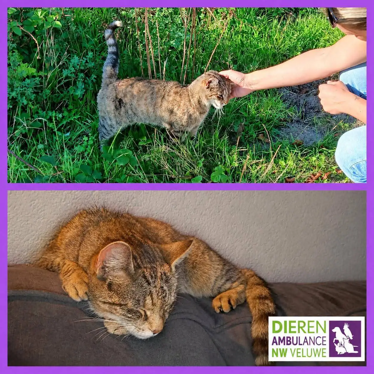 Dierenambulance Noord-West Veluwe