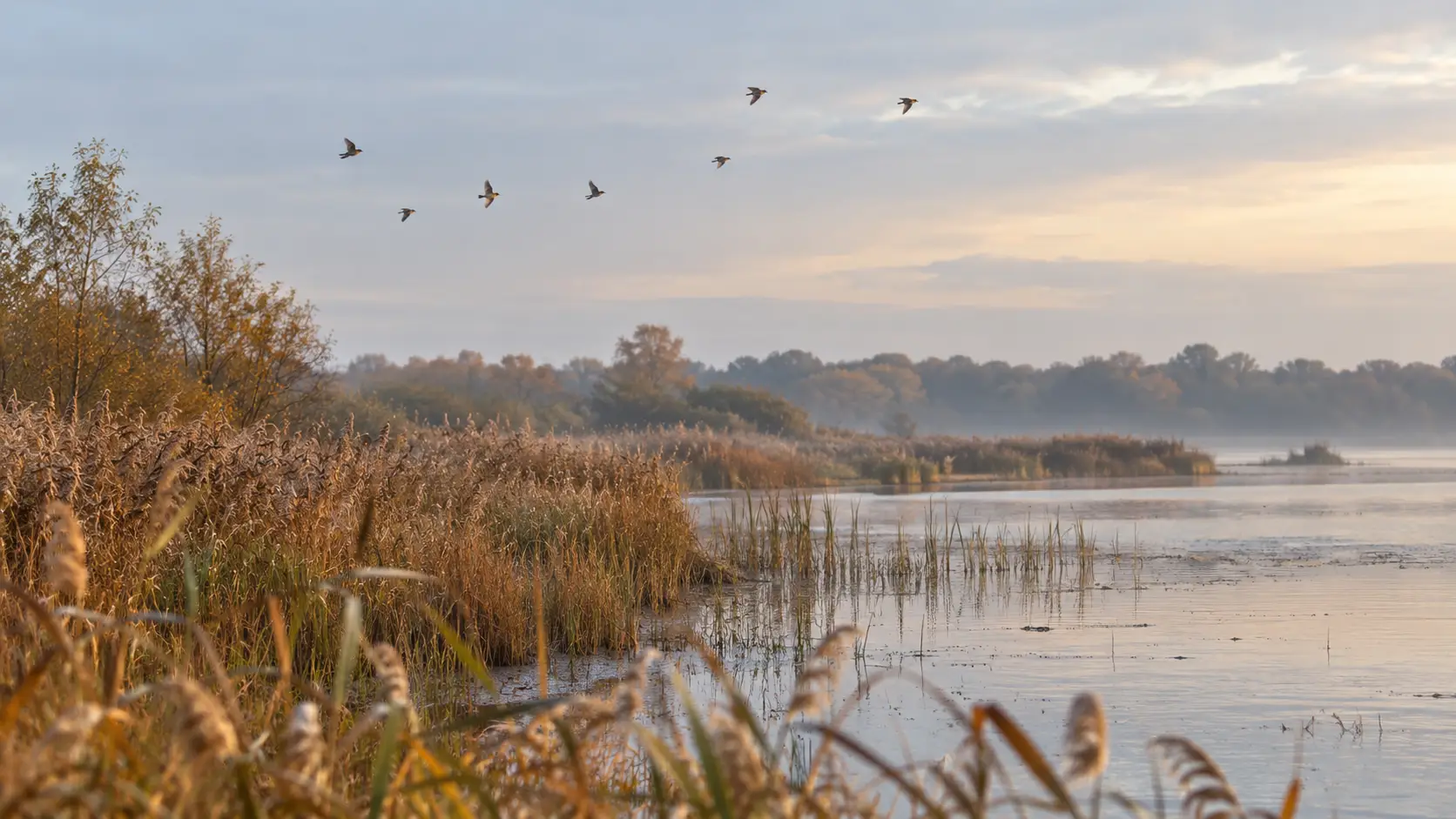 Vogels boven water en een rietkraag in een herfstlandschap.