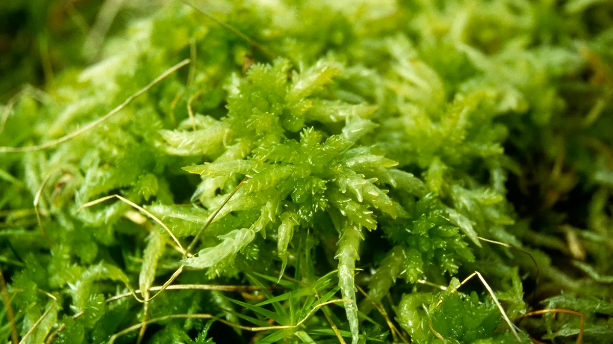 111090a veenmos bas van geel