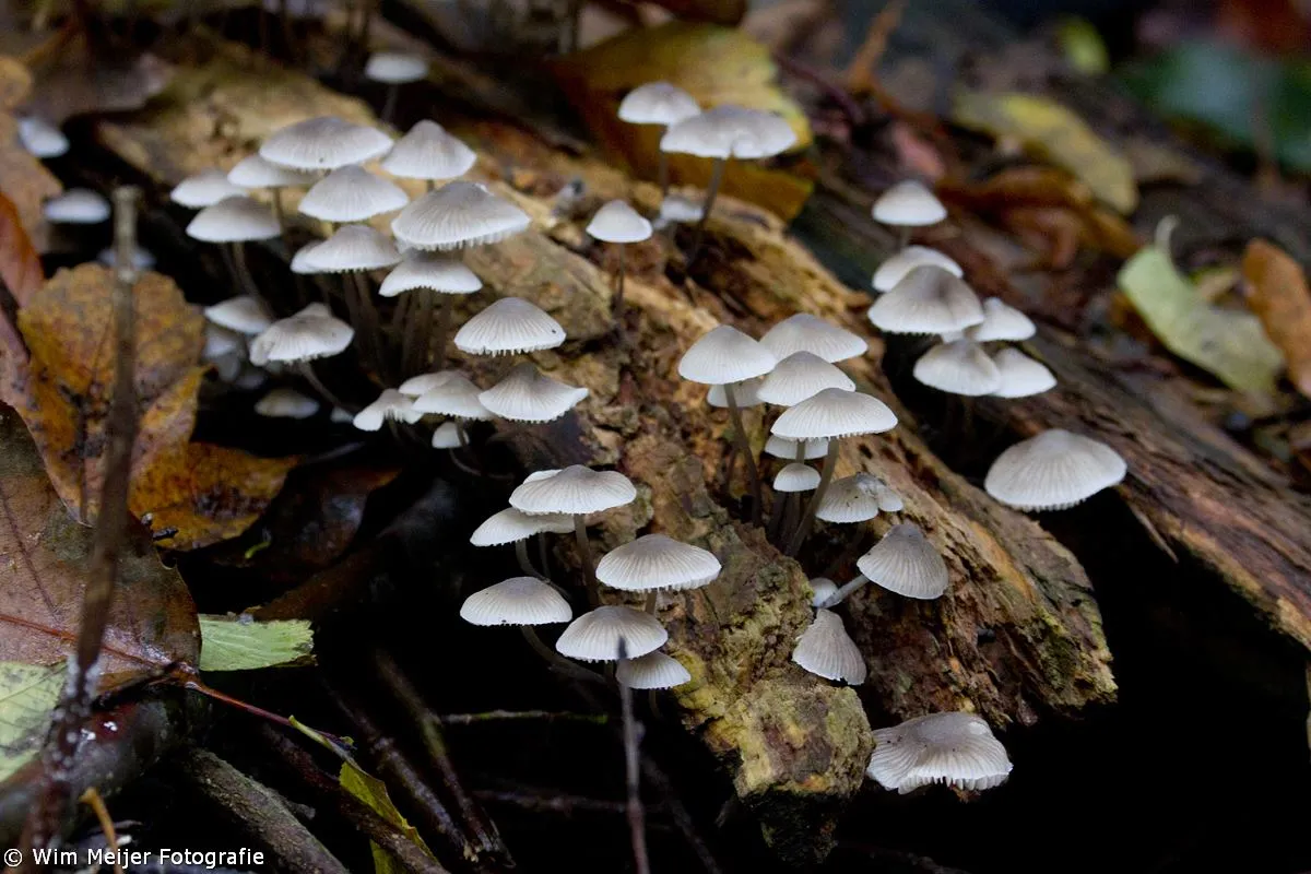 1913297 909474895731130 7145081678801064716 o