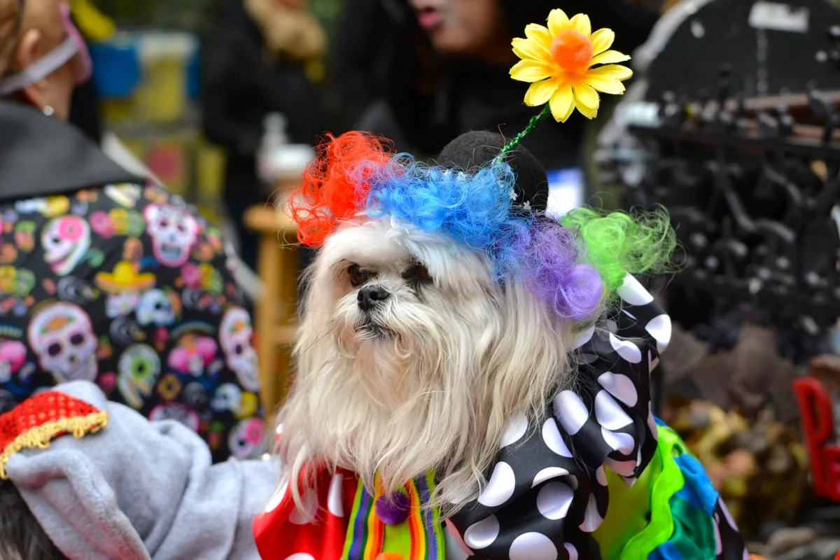 2015 hallowenn dog costume party 1