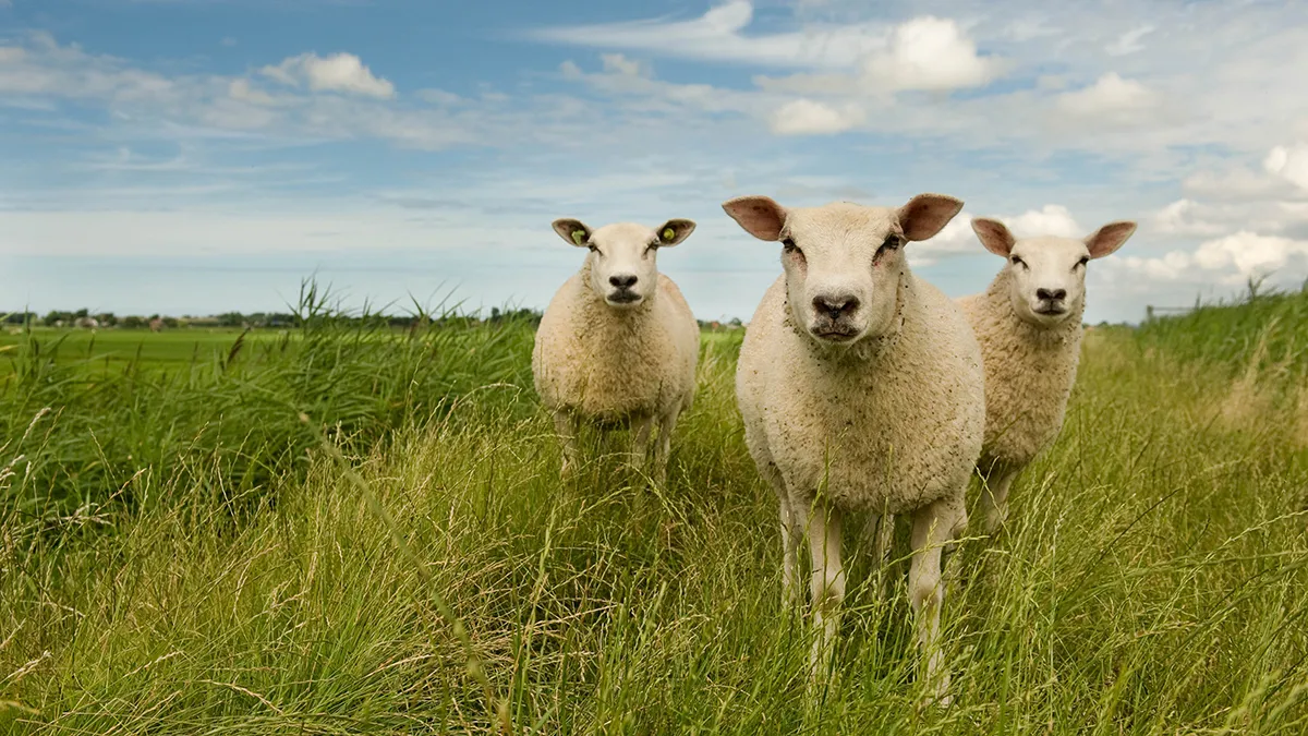 2016 07 30 uitgeestermeer 0075b