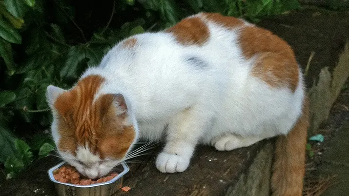 22687 wim banner dieren