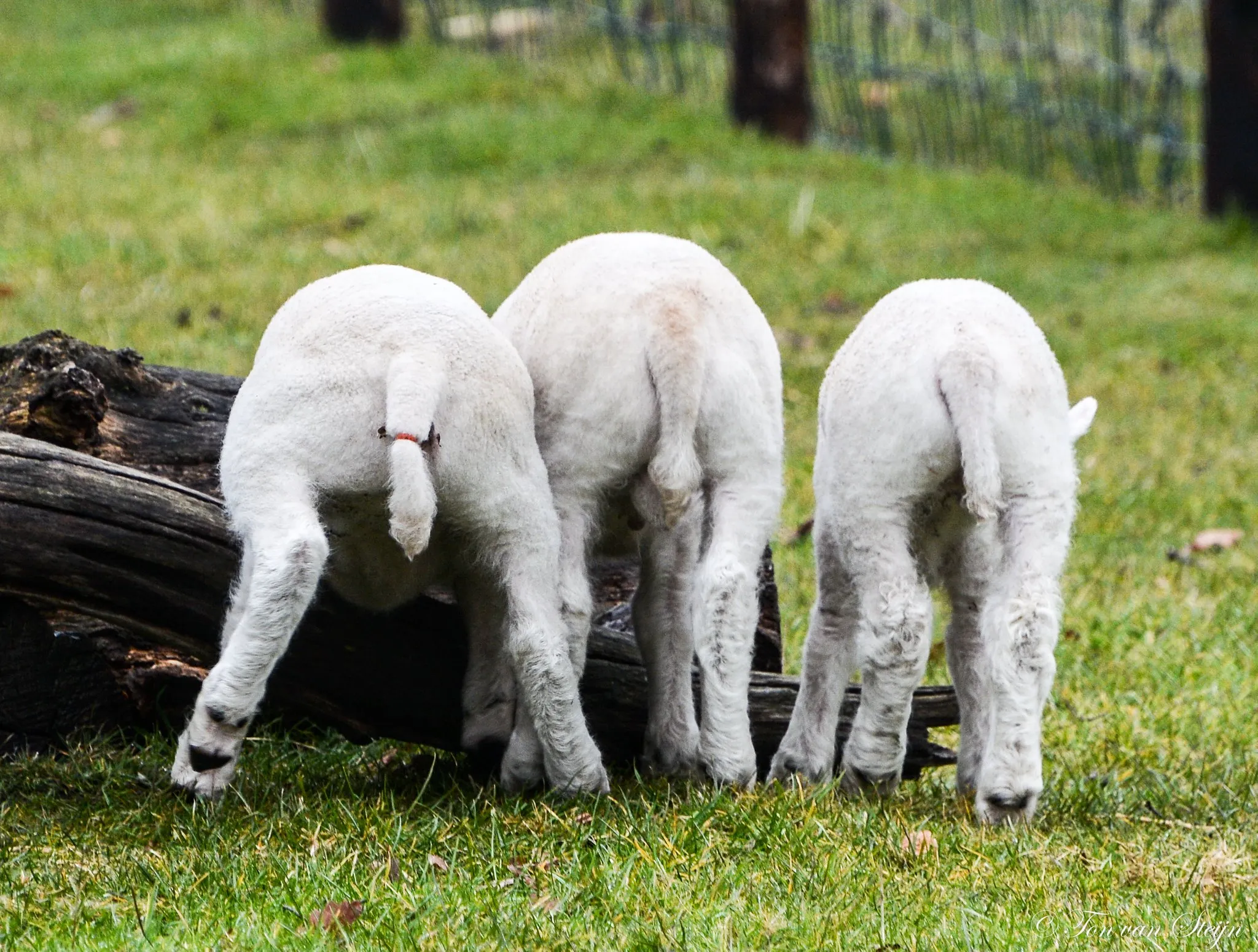 29133299 1558800800885847 6285287975991377920 o