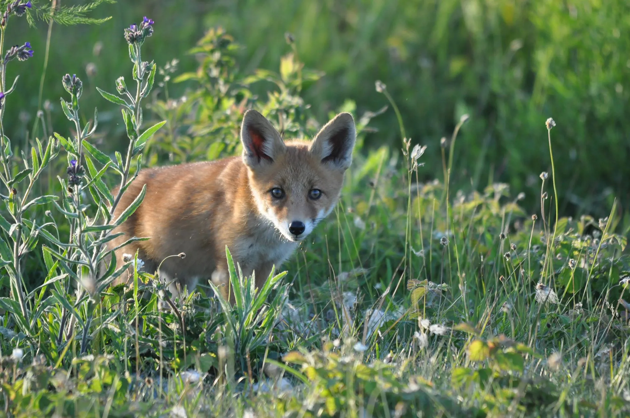 60065822 1061152897418012 1484081388847104000 n