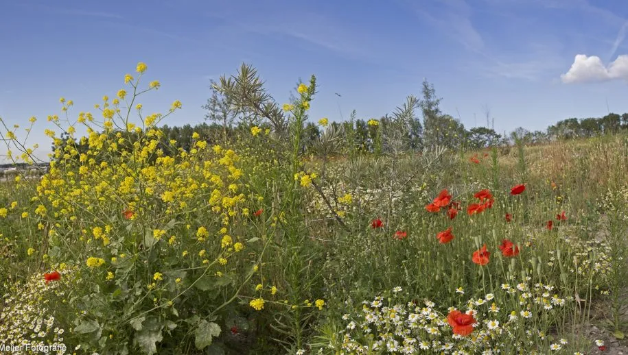 aagtenpark panorama8 915x518 1