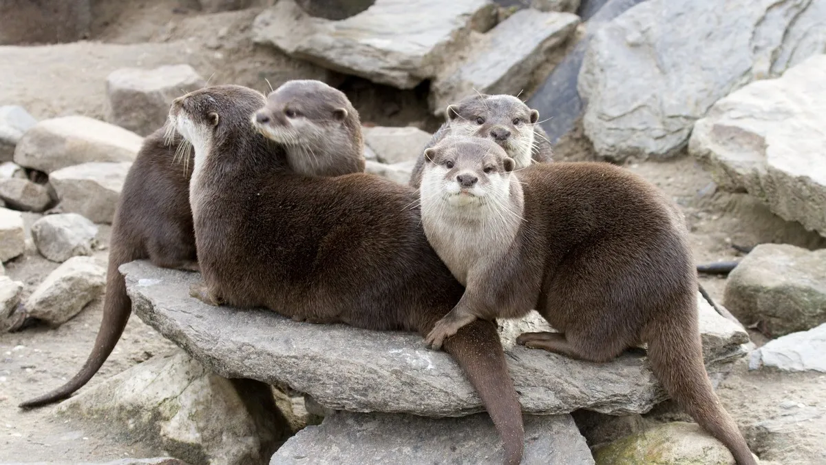 banner otter