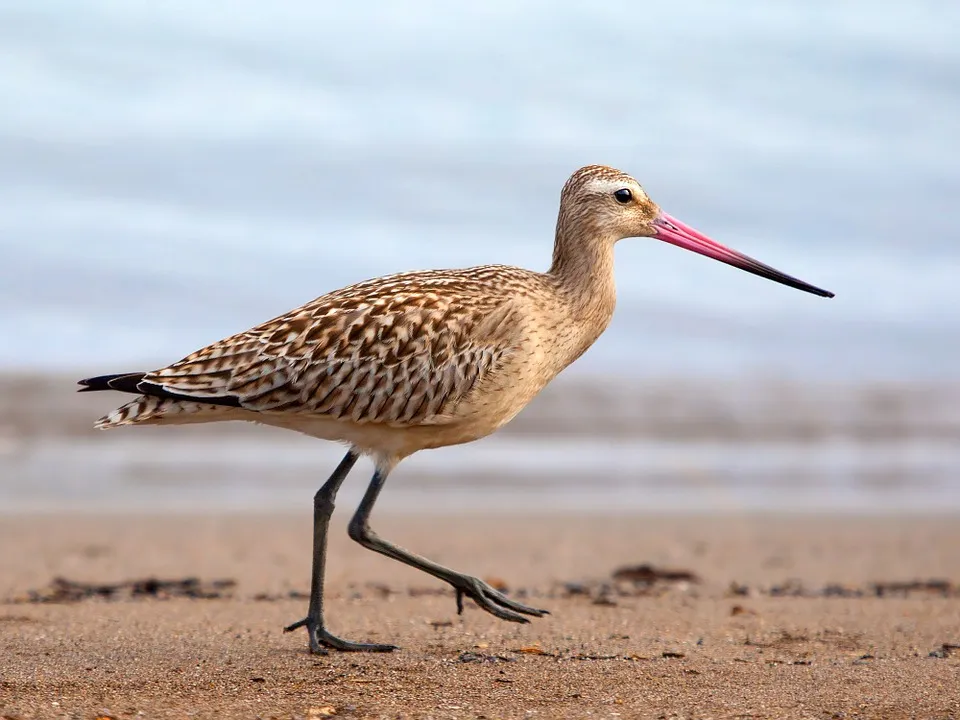 bar tailed godwit 944883 960 720