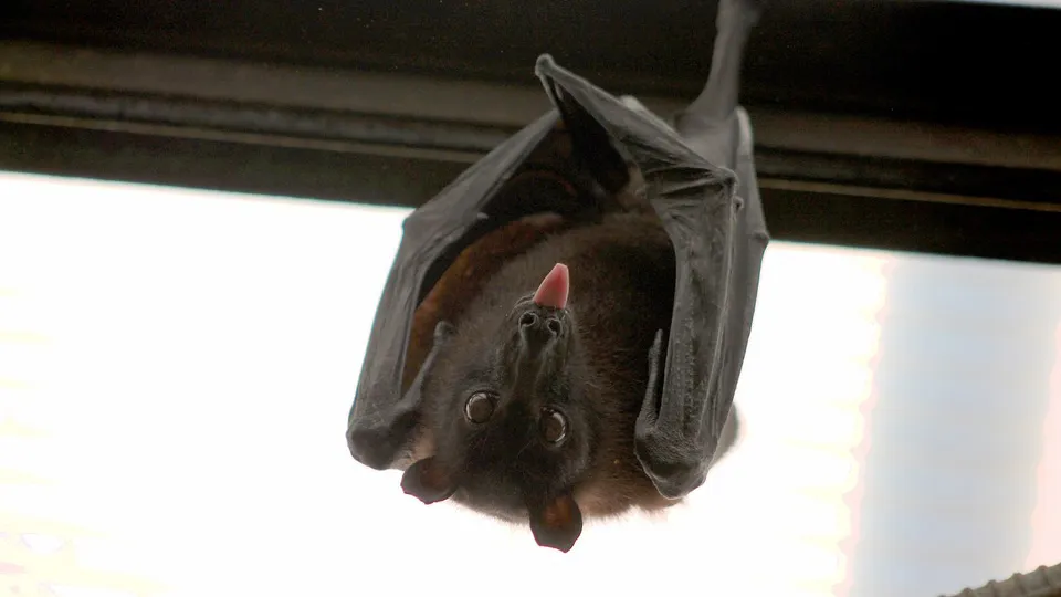 bat 1268650 960 720 pixa