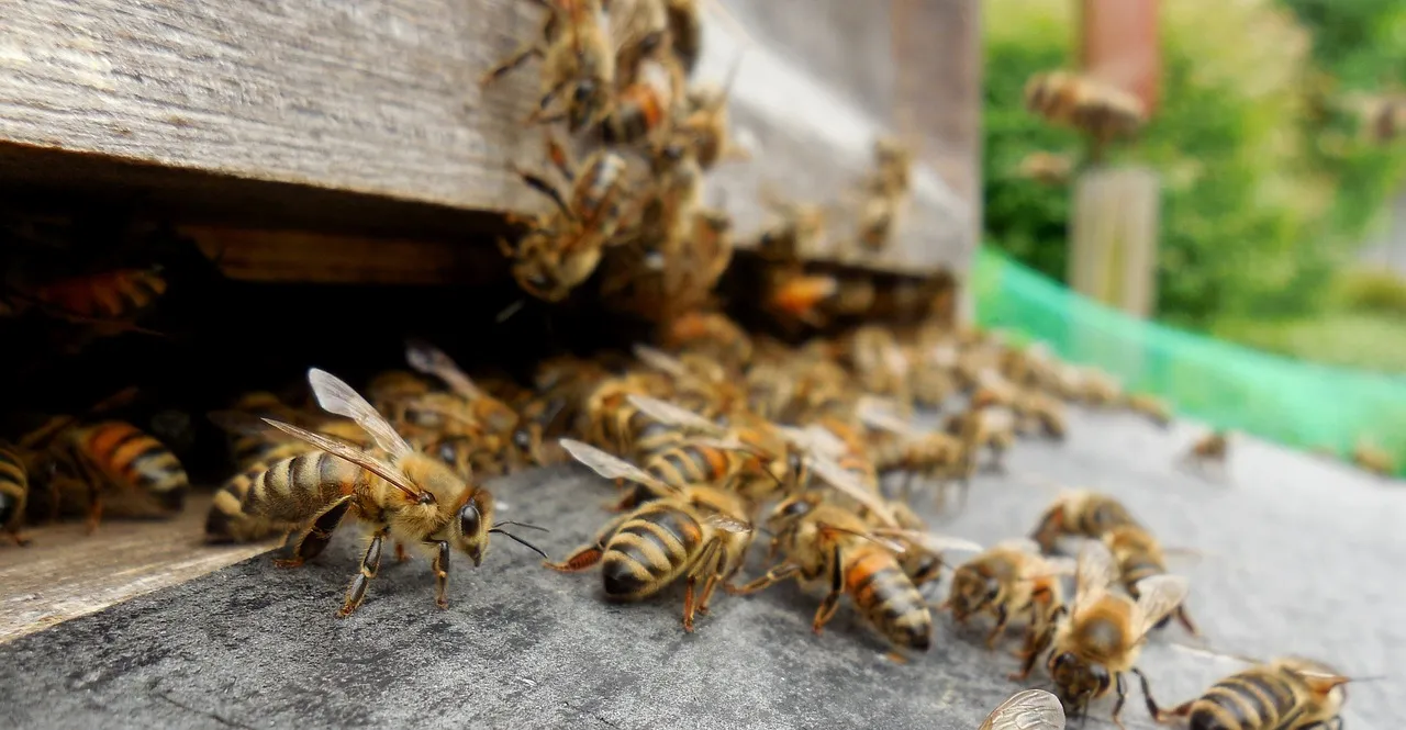 bees 1385497 1280