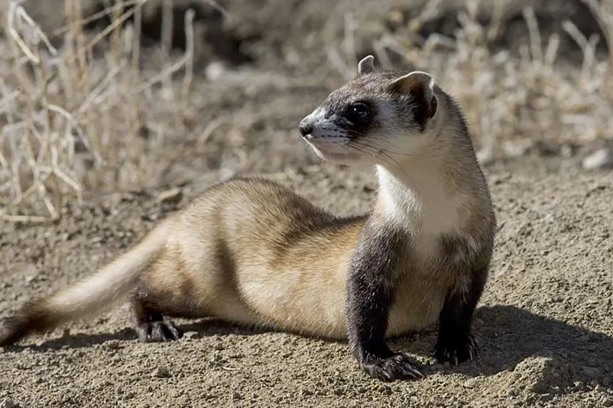 black footed ferret picture 122957 kopieren picryl