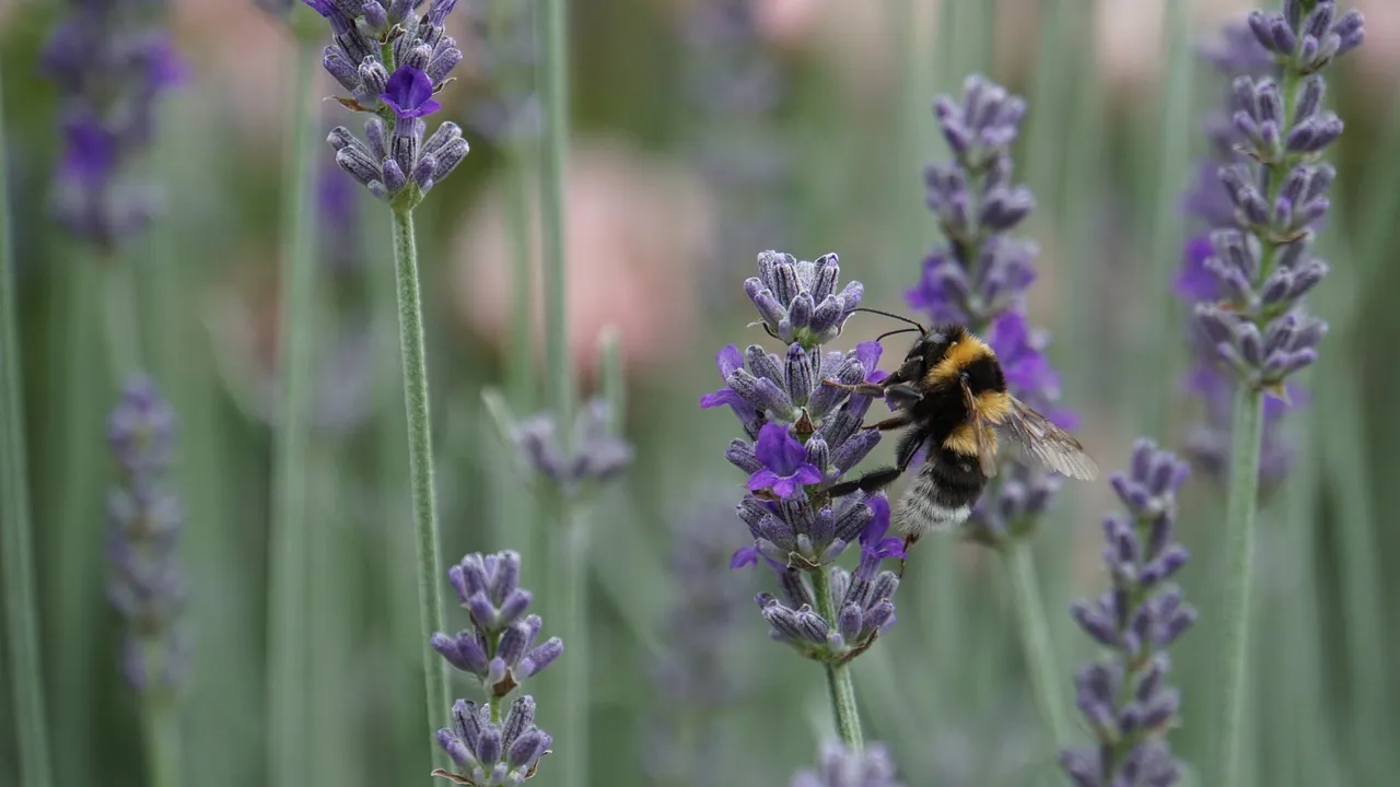bumblebee g614ed7ff6 1280