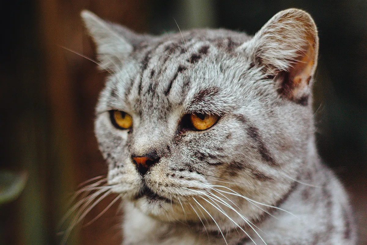 callum wale 5s0muxrgf6m unsplash