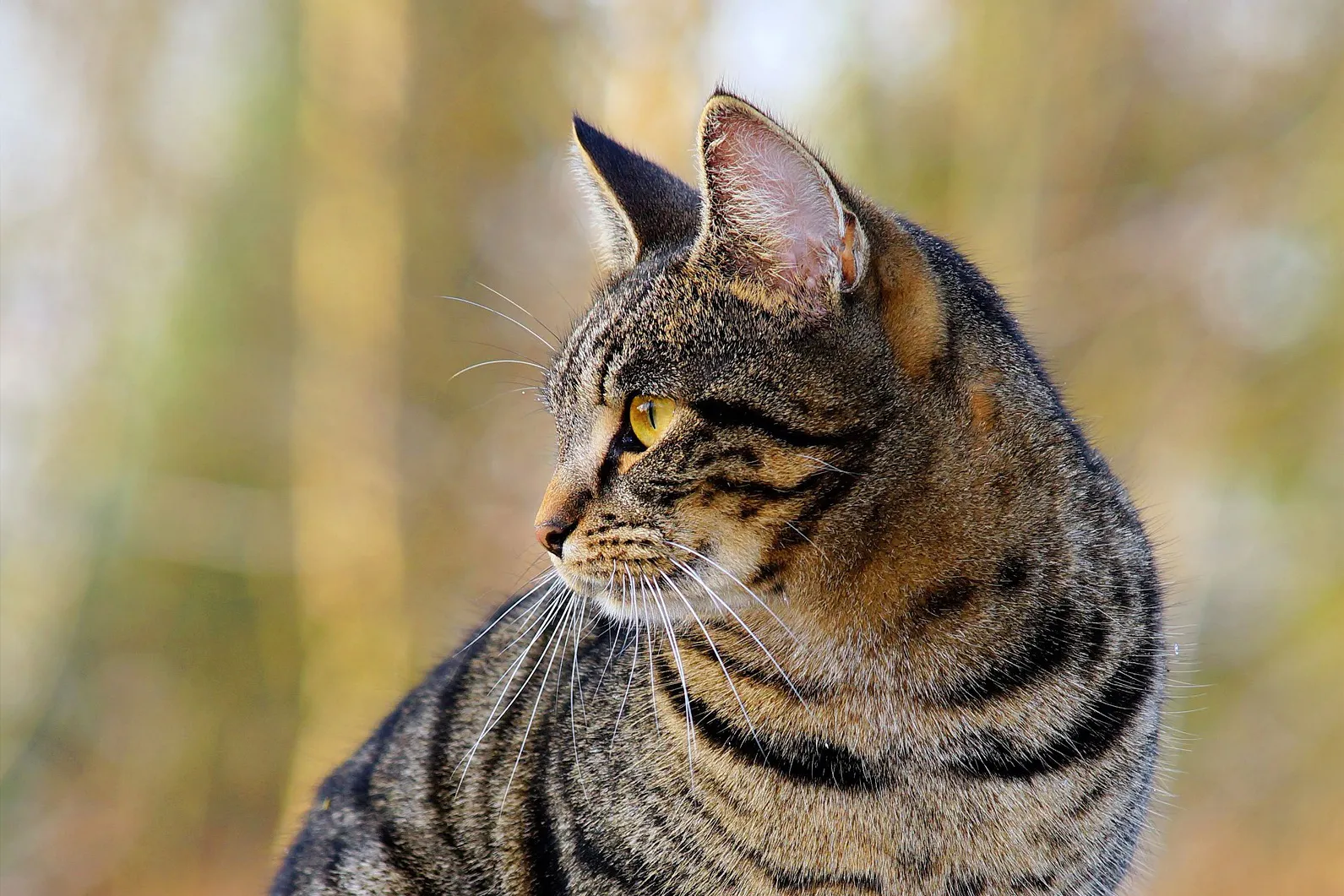 cat 1940487 1920