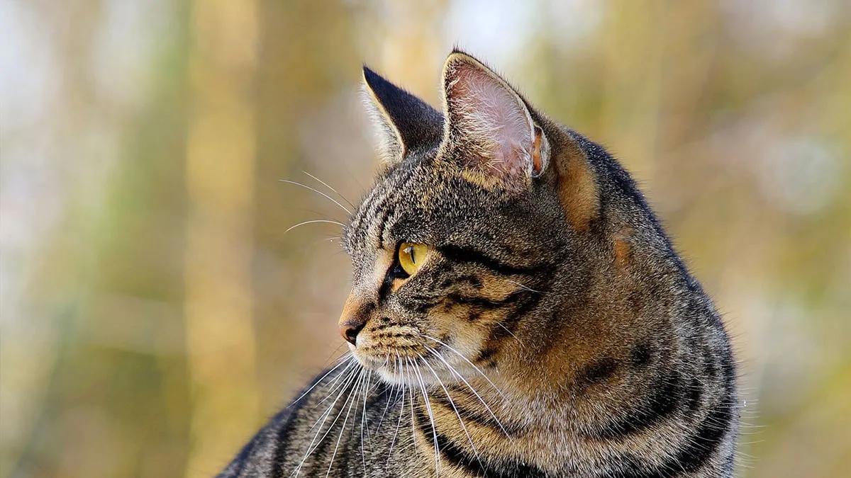 cat 1940487 1920 pixabay