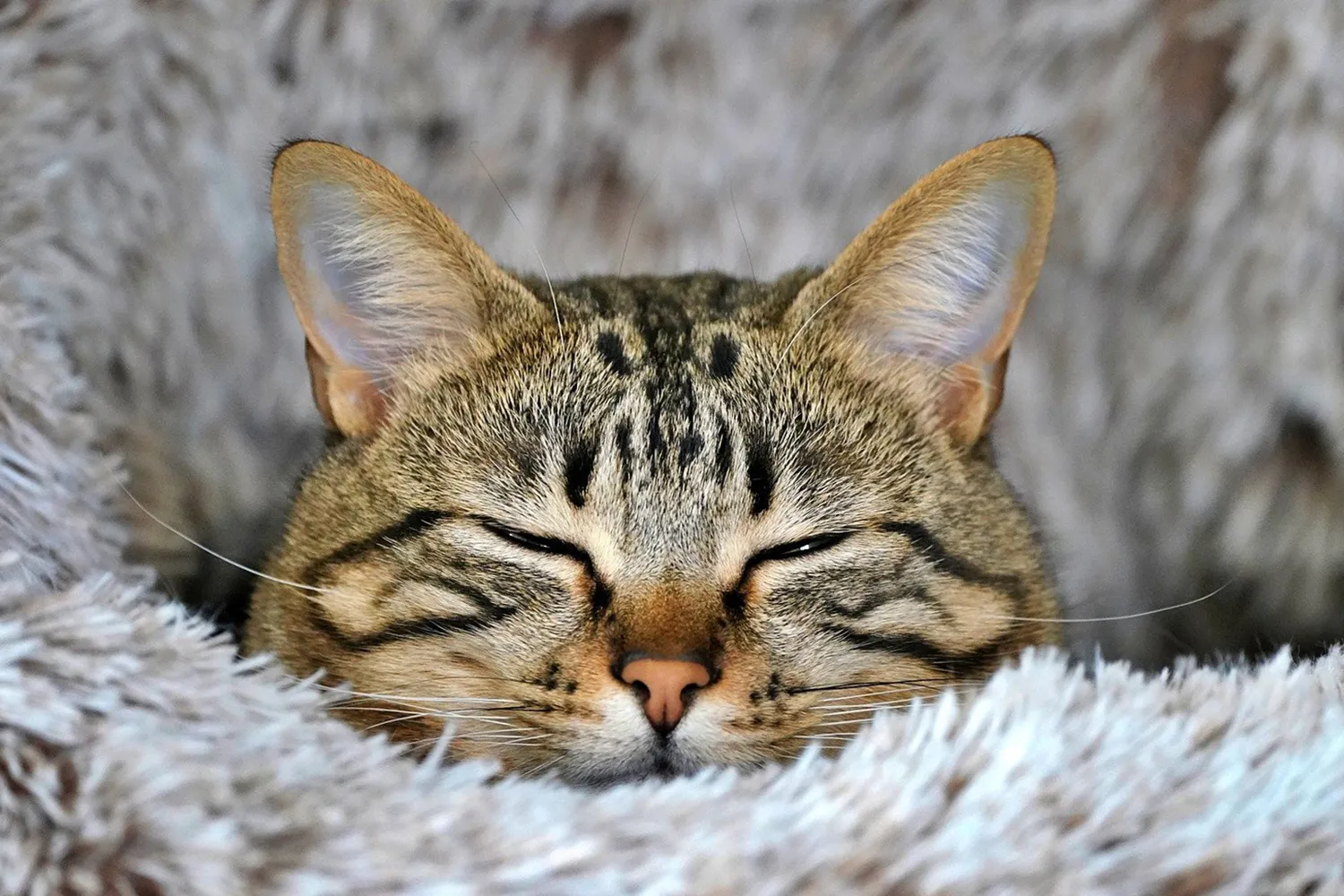 cat 8438334 1920 kopieren