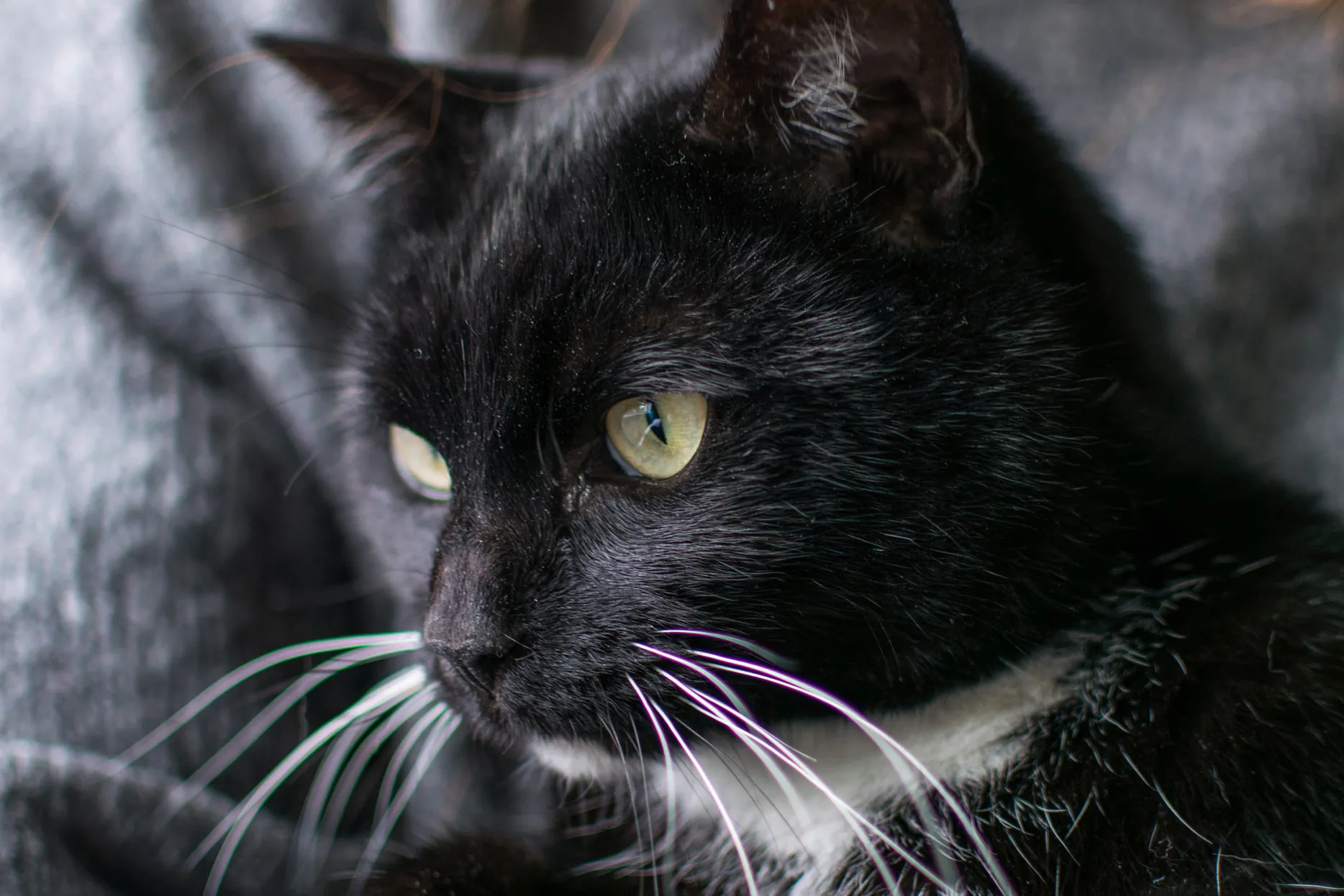 cat unsplash 20 01