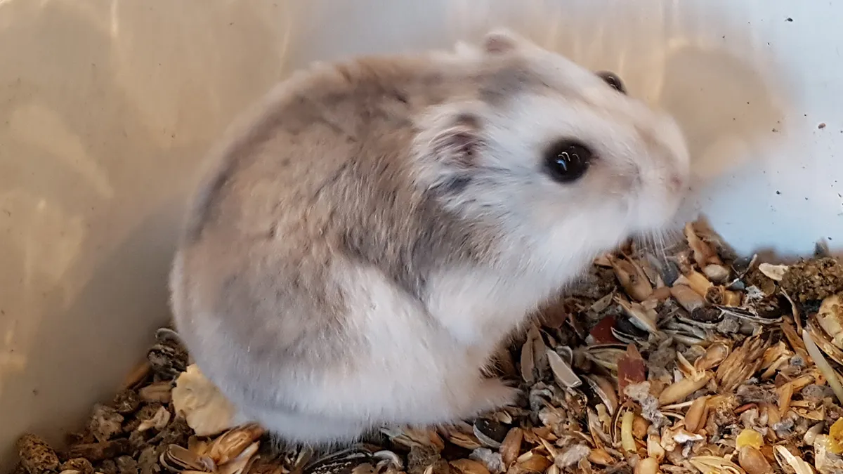 cdnnieuwsnl23262 wim b203e34dd6b620ec47f940f975d346c74cb93f55