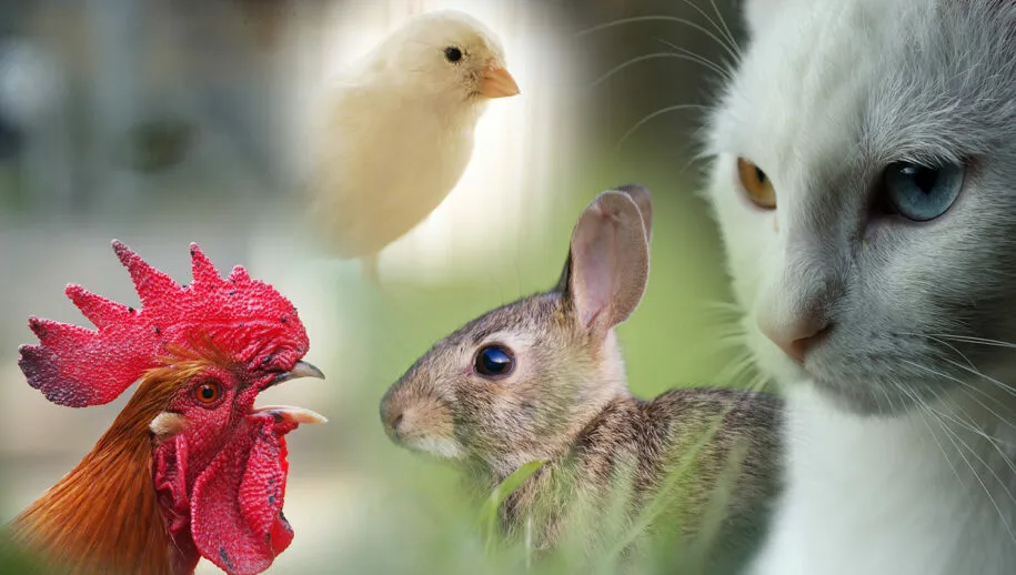 combi dieren 915x518 1 915x518 1