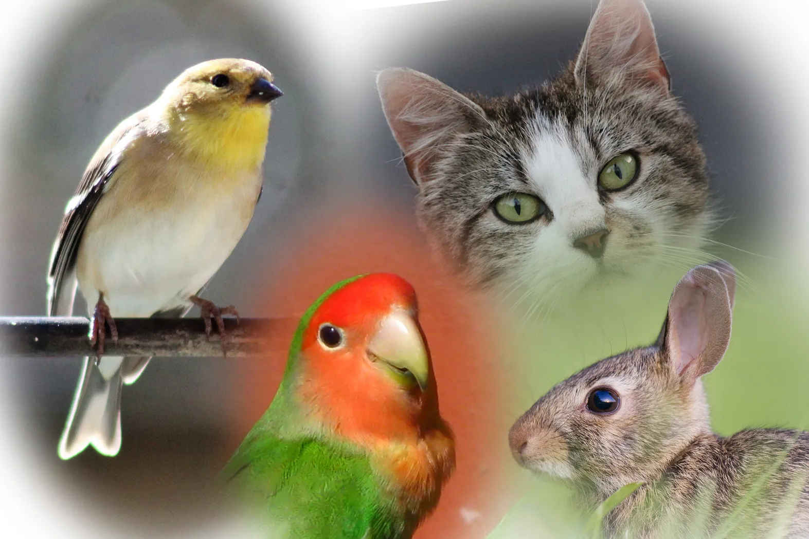 dierenambulance pixabay wikipedia unsplash