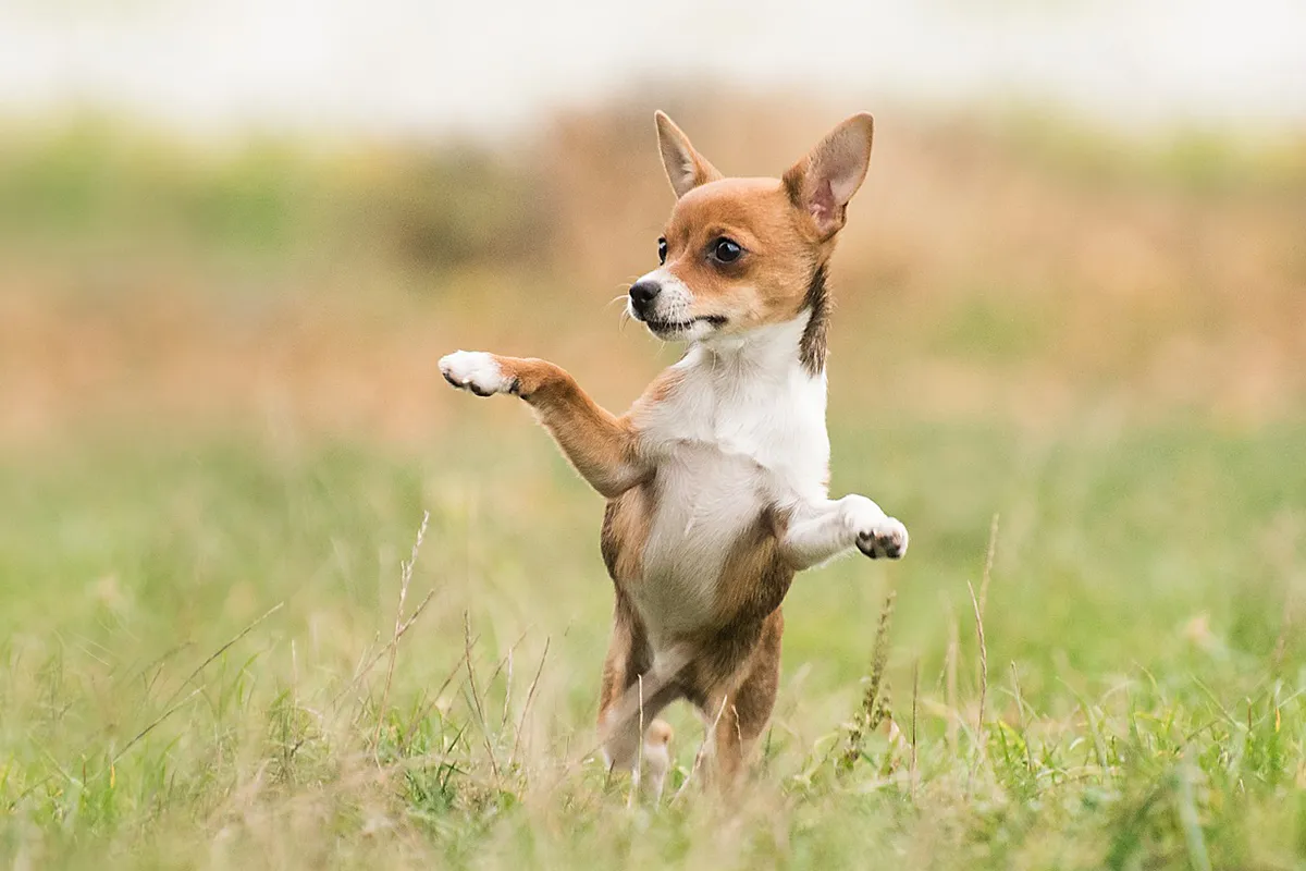 dog 3759590 1920 pixa