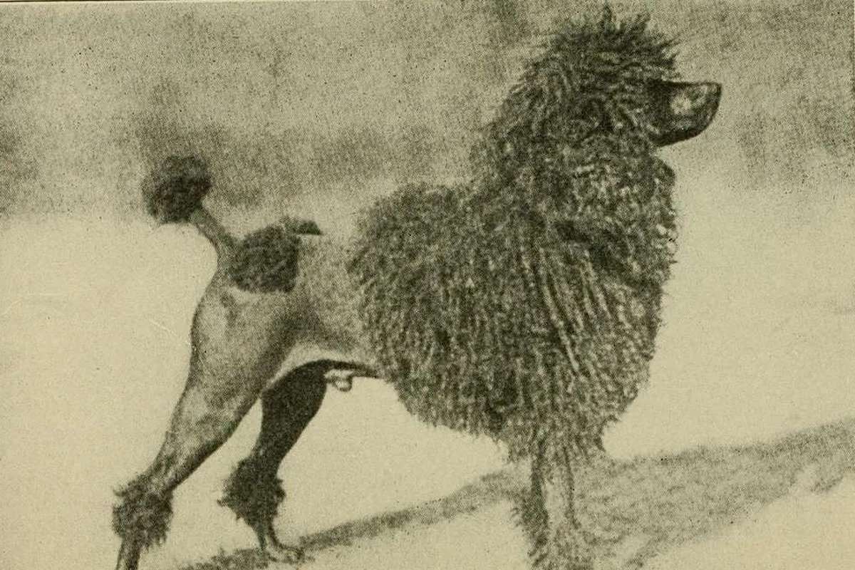 dogs as home companions a book for all dog lovers 1922 14589568388 2cf454