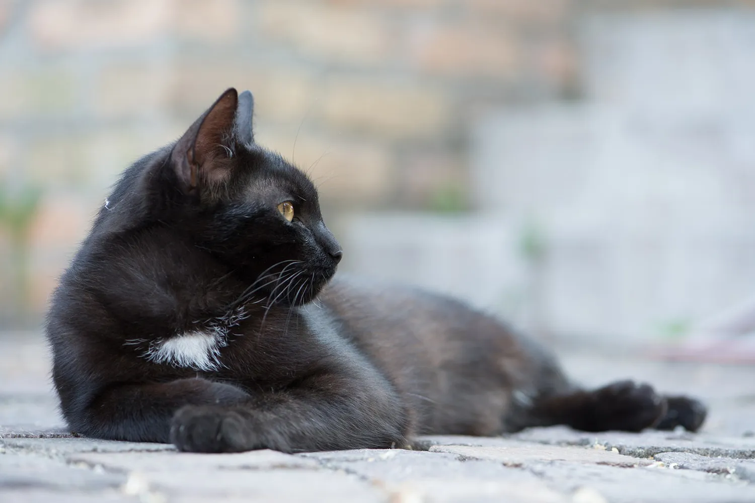 domestic cat 2819943 1920 kopieren