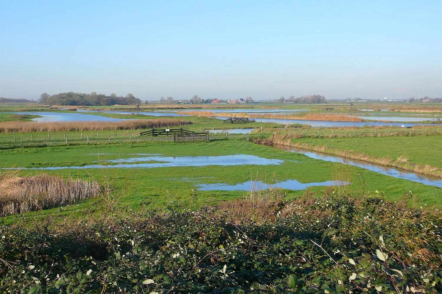 drasplas moeras eilandspolder