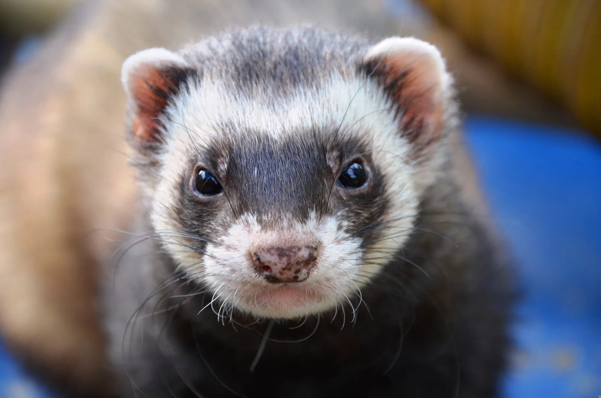 ferret 361577 1920