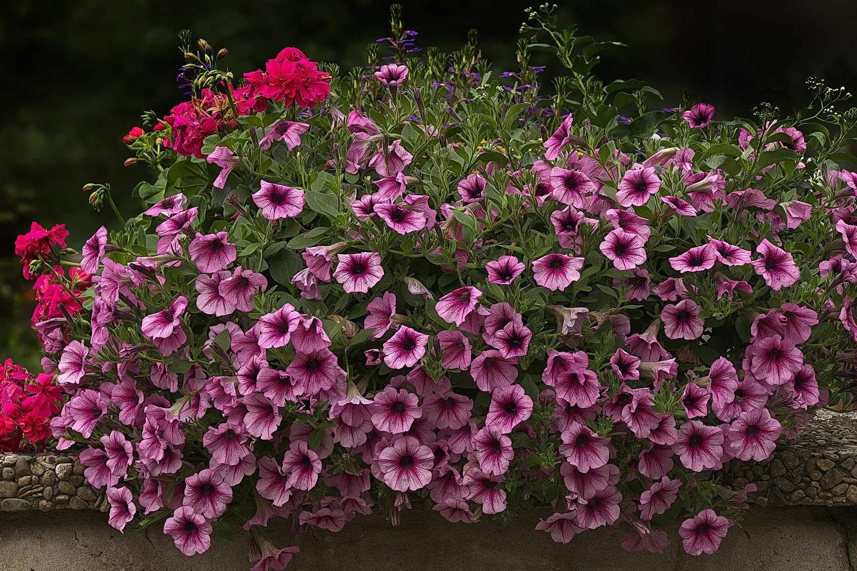 flowers 3481120 1920