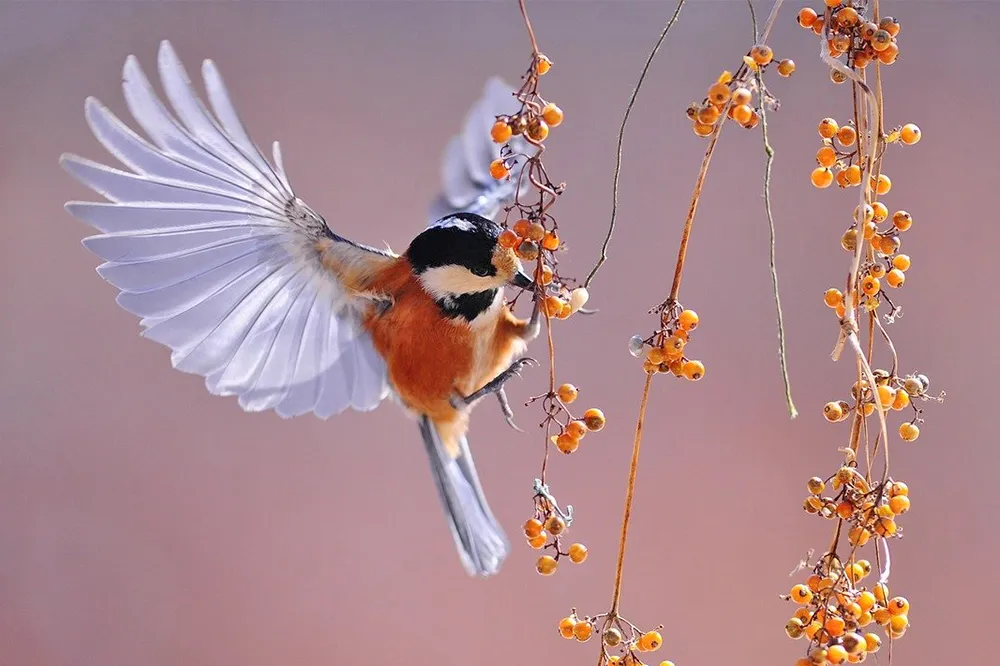 gaat u mee op vogelexcursie in heemskerk nme