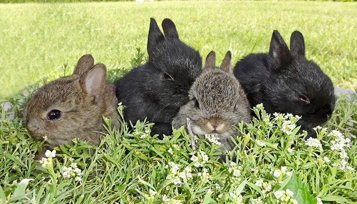 garden 1302000 pixabay