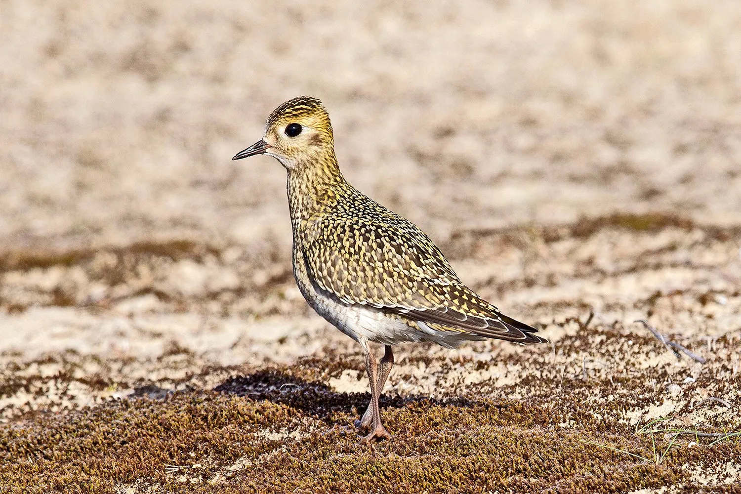 goudplevier coepelduynen katwijk rene van rossum 1 1