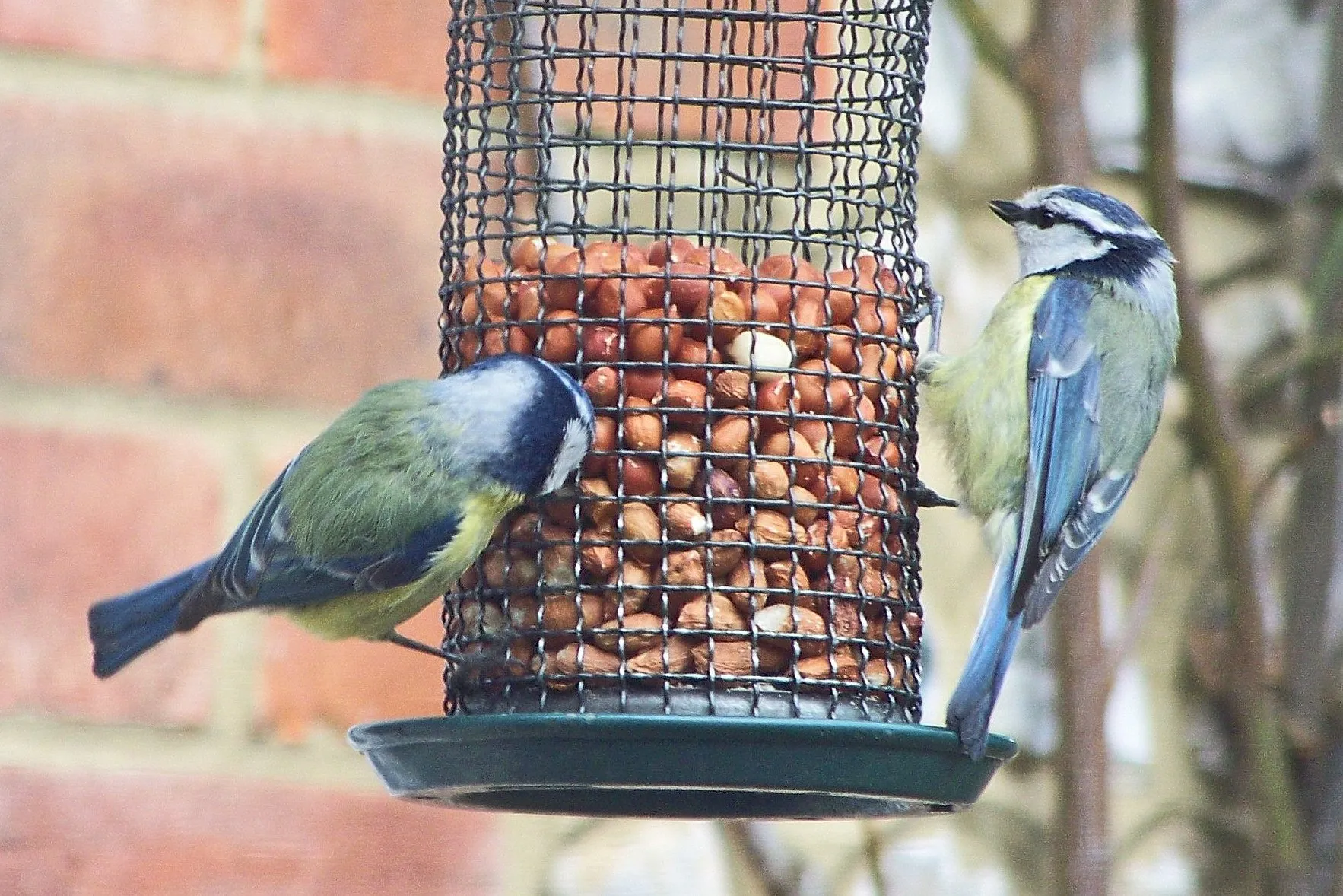 great tit 515394 pixabay