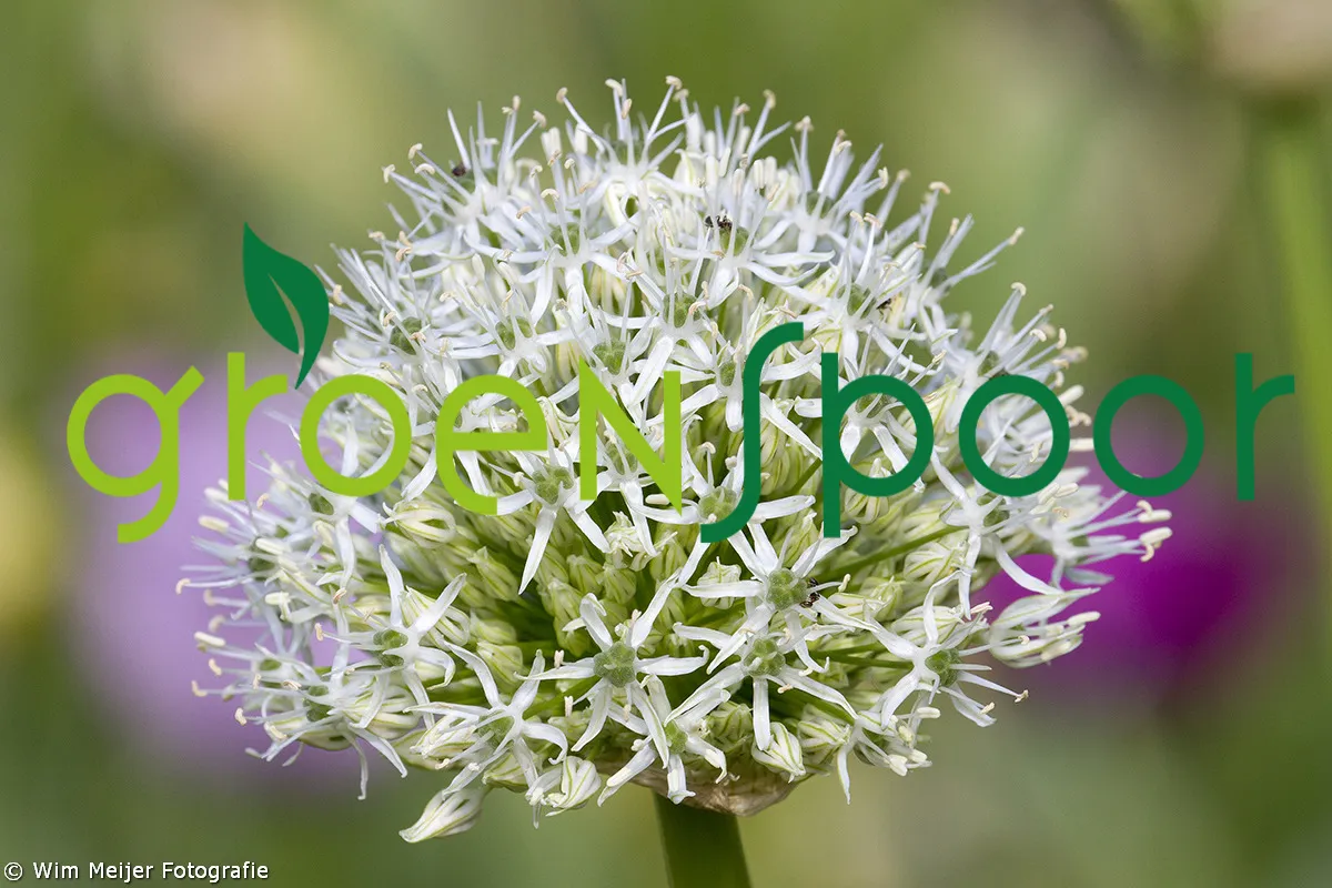 groenspoor wim meijer fotografie
