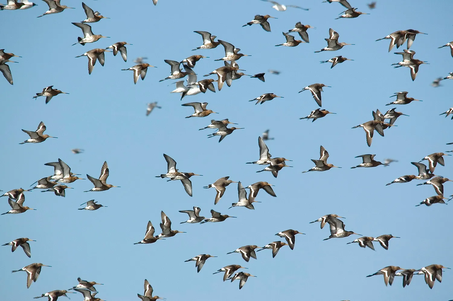 grutto 02 wgm doorn meyne r