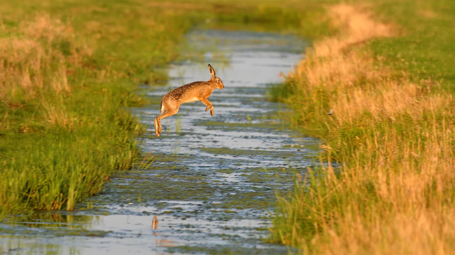 haas door jkerkhof fw