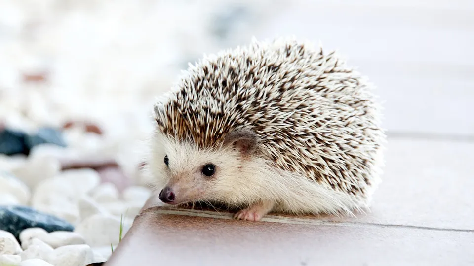 hedgehog 468228 960 720