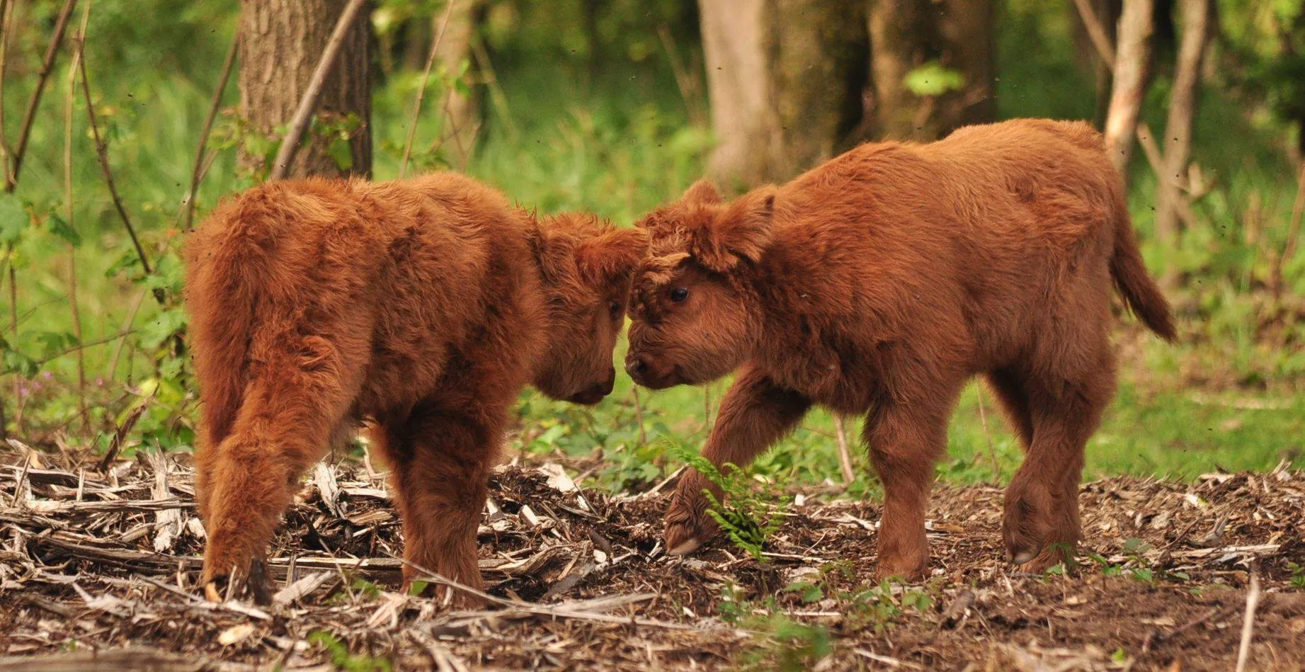 hooglanders