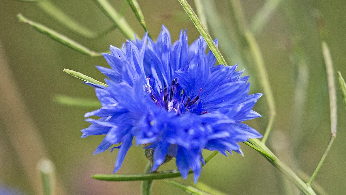 i5a1287 korenbloem banner