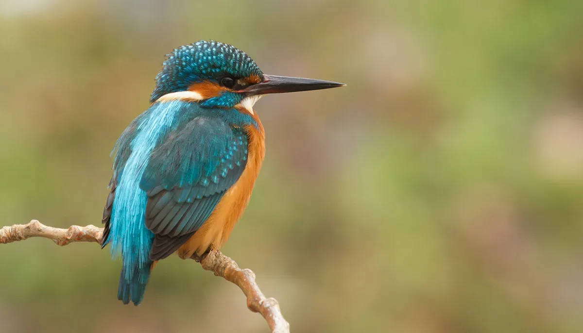 ijsvogel2 joke huijser spekken kl