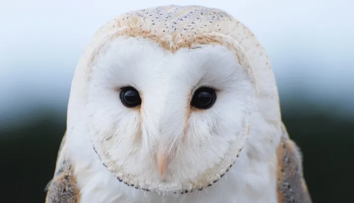 kerkuil foto kees dekker