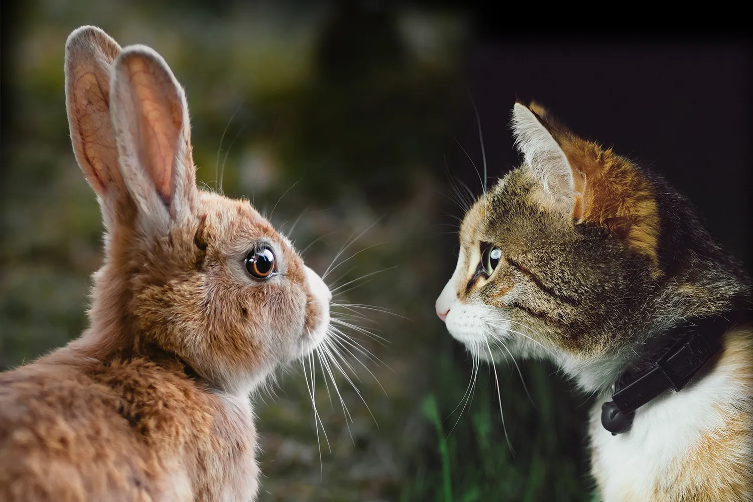 konijn kat unsplash