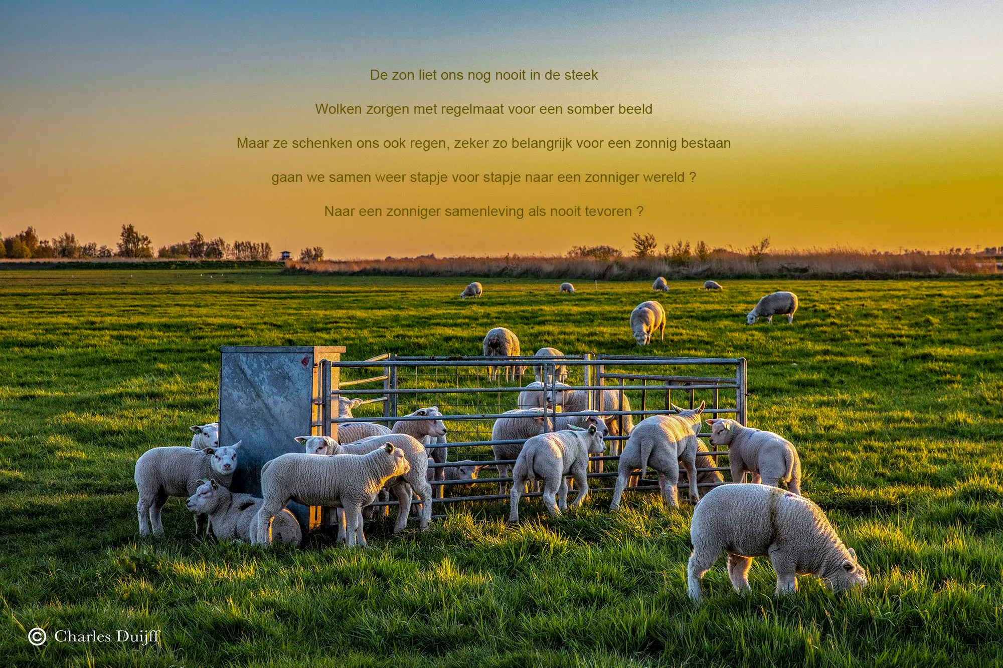 lammeren zonsopkomst tekst